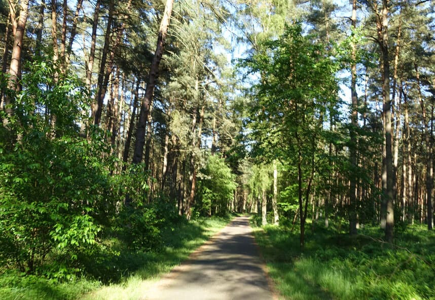Waldstück auf Usedom